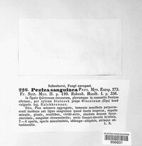 Patinellaria sanguinea image